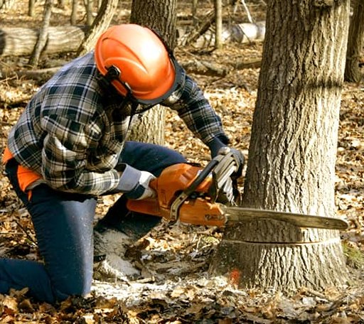 Tree Removal in Assumption, IL